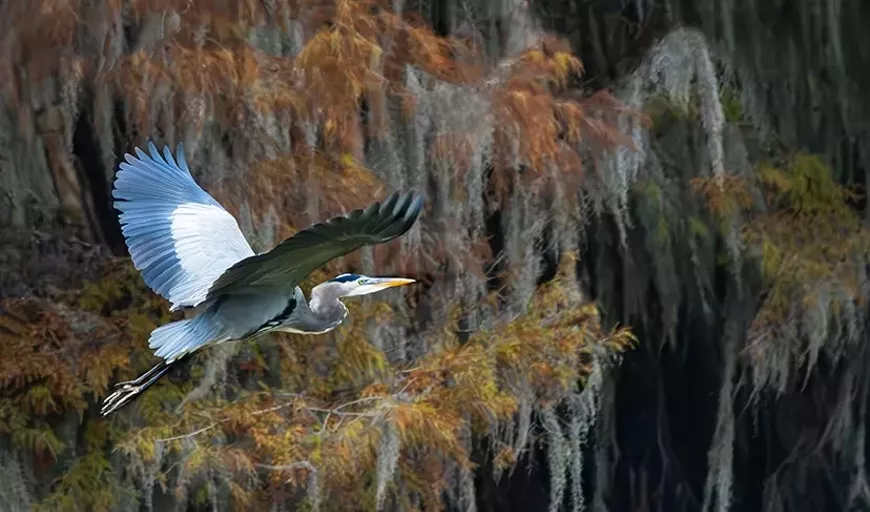 caddo Egret