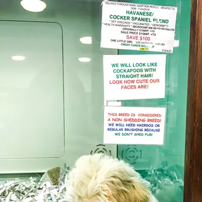 Image: State bans sale of dogs, cats, and rabbits in stores