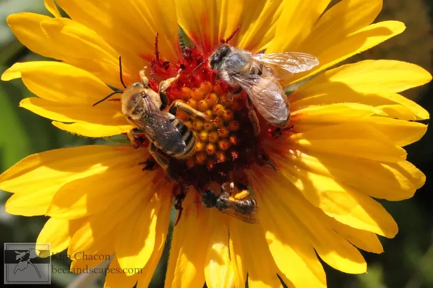 Bees at Work