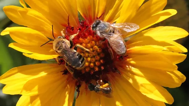 Image: Successful Landscape Design for Native Bees