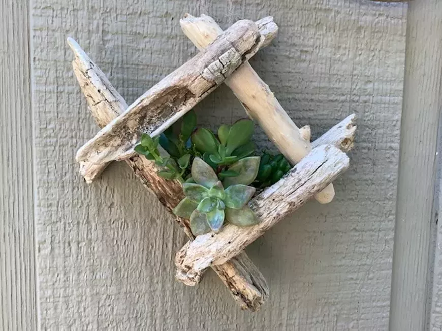 Succulents and driftwood planters