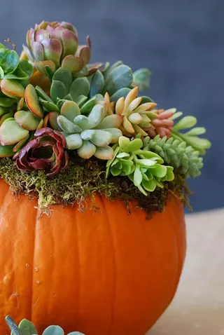 Image: Succulent Pumpkin Centerpiece Event