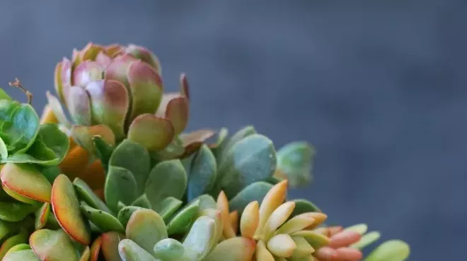 Image: Succulent Pumpkin Centerpiece
