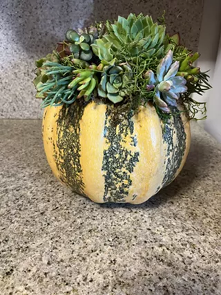 Image: Succulent Pumpkin Centerpiece