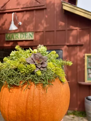 Image: Succulent Pumpkin Workshop