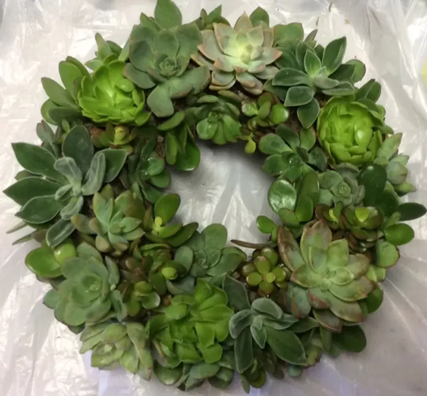 Make a succulent wreath