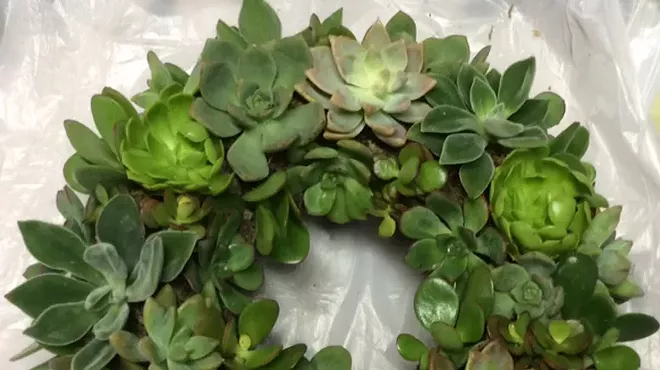 Image: Succulent Wreath Blowout