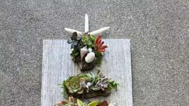 Image: Succulents and Driftwood
