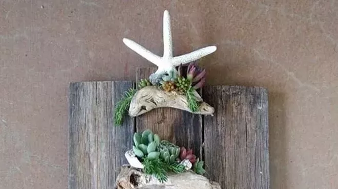 Image: Succulents and Driftwood