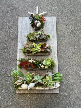 Image: Succulents and Driftwood