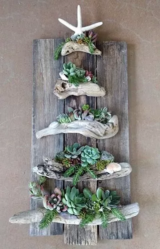 Image: Succulents and Driftwood