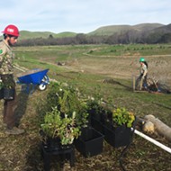 Conservation groups complete Chorro Creek restoration project, benefiting the Morro Bay watershed