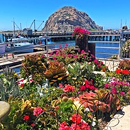 Morro Bay in Bloom beautifies the Embarcadero, one flower at a time