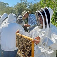 Central Coast beekeepers help preserve colonies and produce 'liquid gold'