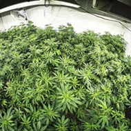 Cannabis farm approved near Carrizo Plain