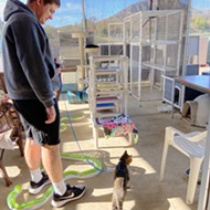 Cal Poly's Cat Program gives feral, disabled, and abandoned cats a safe haven