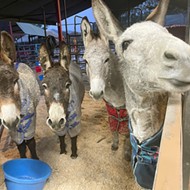 Rancho Burro Donkey Sanctuary in Arroyo Grande seeks helping hands for donkey care