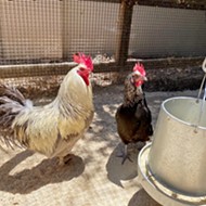 SLO County chicken enthusiasts share pro tips for keeping backyard birds as healthy pets