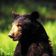 Bears win a reprieve from hunting