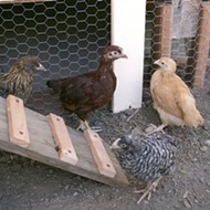 Backyard chickens are no bargain!