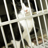 County may euthanize 27 cats by Christmas