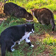 CAT-astrophe averted! How a dedicated group of cat lovers has controlled SLO county's feral cat population