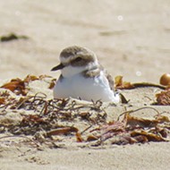 State Parks stops interfering with plover nesting at Oceano Dunes