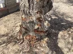 Man admits to killing one of three Santa Maria city trees found dead in June