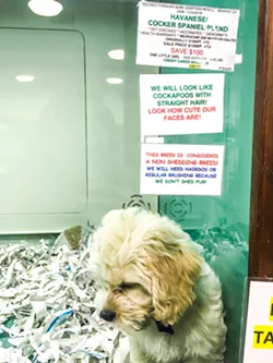 State bans sale of dogs, cats, and rabbits in stores