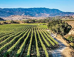UNIQUE AND DISPARATE With eight designated American Viticultural Areas in Santa Barbara County, the region has a wide range of grape growing regions, wineries, winemakers, and price points. - PHOTO COURTESY OF SANTA BARBARA VINTNERS ASSOCIATION