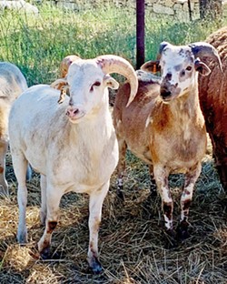 BIODYNAMIC Tablas Creek Vineyard incorporates animals into farming operations to help give the soil new life, enabling it to capture carbon from the atmosphere and hold water more effectively. - PHOTOS COURTESY OF TABLAS CREEK VINEYARD