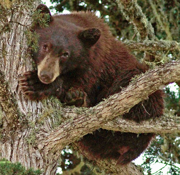 'THE BEARS' A black bear (pictured) is discovered hiding in a tree in residential Los Osos last October. Similar black bear encounters are increasingly common at Lopez Lake's campground, raising concerns. - PHOTO COURTESY OF MARIE-LUISE GOERITZ