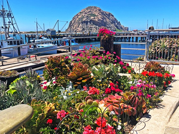 BLOSSOMING Morro Bay in Bloom volunteers planted sunny red and pink flowers to contrast with the blue waters of the bay. - PHOTO COURTESY OF WALTER HEATH