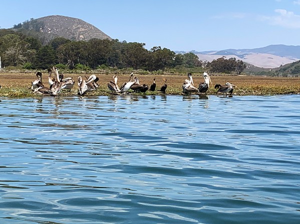 BIRD'S EYE VIEW A number of paddlesports rental companies in Morro Bay get you settled into the peaceful flat waters of the estuary, where pelicans roost and otters play. - PHOTOS BY CAMILLIA LANHAM