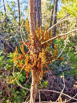 INVASIVE The dwarf mistletoe growing on a Monterey pine is a parasite to native forests that can cause severe damage&mdash;it's one of the invasive species the Coastal Commission-approved Covell Ranch project is trying to mitigate. - PHOTO COURTESY OF COASTAL COMMISSION STAFF REPORT