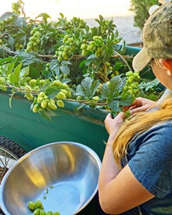ALL-IN AT ANTIGUA FARMS The Banys family established a hop farm on their SLO property three years ago. Piper Banys, 15, and her brother, Mason, 12, assist parents Chris and Bambi during harvest time. - PHOTO COURTESY OF ANTIGUA BREWING