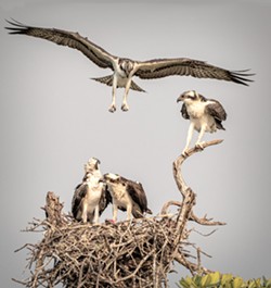 FIRST FLIGHT Jenn Lawrence's image of Ospreys taking off out of their nest won first place in the Animals category for this year's Winning Images photography contest. - COVER PHOTO BY JENN LAWRENCE