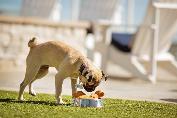 DOGGONE DELICIOUS Pequ&iacute;n's "Puppers" menu offers Brussels sprouts and carrots, beef patty, chicken breast, and peanut butter biscuit. - PHOTO COURTESY OF VESPERA RESORT ON PISMO BEACH