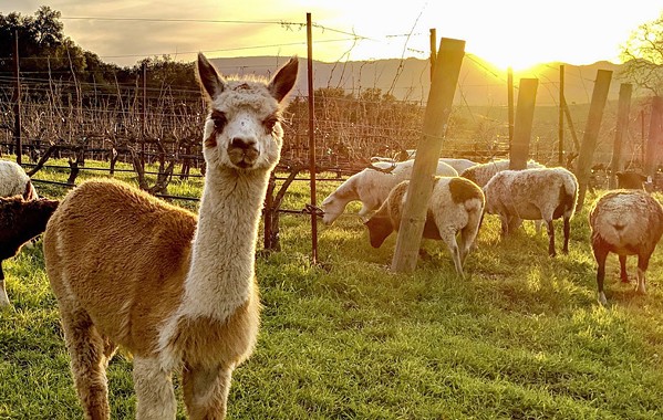 PACO LEADS THE PACK At Tablas Creek in Paso Robles, 5-year-old alpaca and resident mascot Paco accompanies a flock of sheep, which is critical to the winery's farming. - PHOTO COURTESY OF TABLAS CREEK VINEYARD