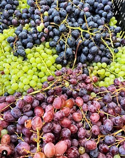 RECOGNIZED The San Luis Coastal Unified School District's meal program recently earned certification from Eat REAL, recognizing the district's efforts to source local food, such as Windrose Farm's grapes. - PHOTO COURTESY OF SAN LUIS  COASTAL UNIFIED SCHOOL DISTRICT