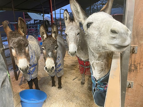 DONKEY FAMILY From left to right, Chile, Polly, Romeo, and Teddy belong to the group of 14 donkeys and one mule at Rancho Burro Donkey Sanctuary, and are looked after by the Eckfords and some volunteers. - PHOTO COURTESY OF RANCH BURRO DONKEY SANCTUARY