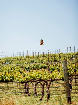 WINGED WARDENS Protecting Chamisal's vineyards from unwanted pests are a healthy population of raptors. The SIP (Sustainability in Practice)-certified property is also herbicide-free and uses cover crops to increase biodiversity. - PHOTO COURTESY OF CHAMISAL VINEYARDS