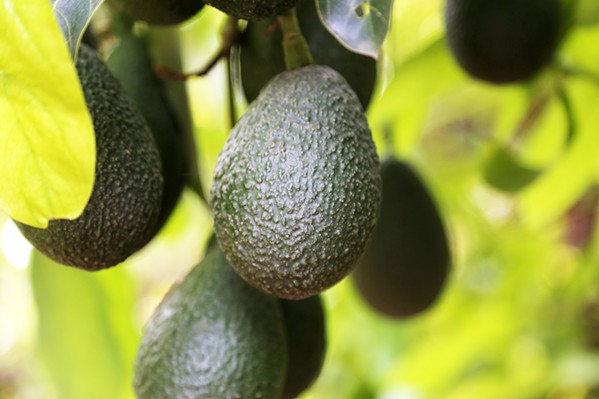 WORTH THE WAIT California is home to 90 percent of the nation's avocado crop. The state's terroir and coastal climate provide ideal growing conditions for the fruit, which take from 12 to 18 months to grow, then several days to ripen once cut from the tree. - PHOTO COURTESY OF CALIFORNIA AVOCADO COMMISSION