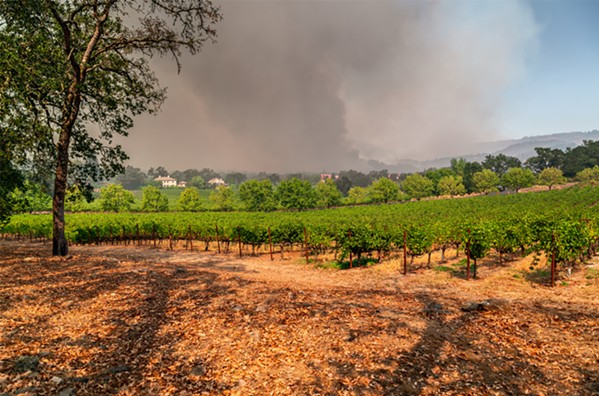 GRAPE RESEARCH A group of West Coast elected officials want to help vineyards and wineries understand the impact of wildfires on their industry. - PHOTO FROM ADOBE STOCK