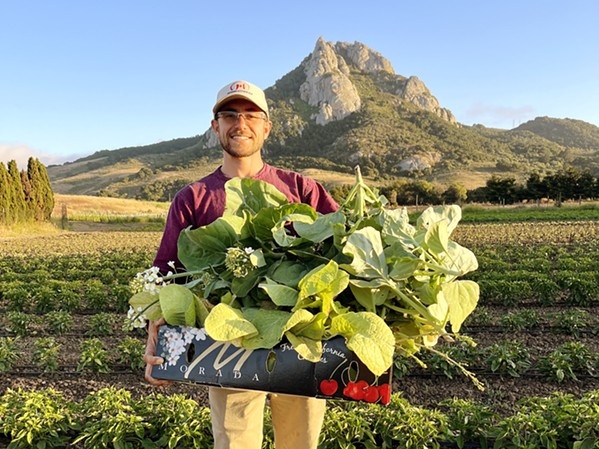 PEAK OF FRESHNESS Chef Garrett Morris of Sichuan Kitchen SLO sources ingredients, such as celtuce&mdash;also called stem or Chinese lettuce&mdash;and Chinese kale from local vendors including Surfside Farm, framed by Hollister Peak in Morro Bay. - PHOTO COURTESY OF SICHUAN KITCHEN SLO