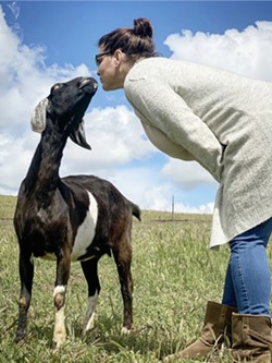 THE GOAT Six-year-old Nubian nanny Sage, one of Black Market Cheese's star producers, greets proprietor Kristy Evans. The British breed yields high levels of milk solids and is the most popular dairy goat in the United States. - PHOTO COURTESY OF BLACK MARKET CHEESE CO.