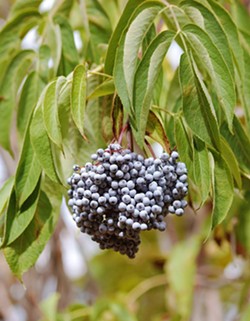 IMMUNITY BOOSTER With a recent USDA-funded grant, the White Buffalo Land Trust is working with Central Coast farmers to grow blue elderberry as a economically viable, eco-conscious crop. - PHOTOS COURTESY OF WHITE BUFFALO LAND TRUST/JALAMA CANYON RANCH