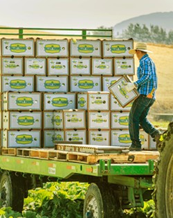 FRESH PICKIN'S The Talley Farms Box offers nine to 12 seasonal fruits and vegetables for a family up to five, or five to eight produce options for individuals and couples. Options abound for customization, pickup, delivery, and order frequency. - COURTESY PHOTO BY JEREMY BALL