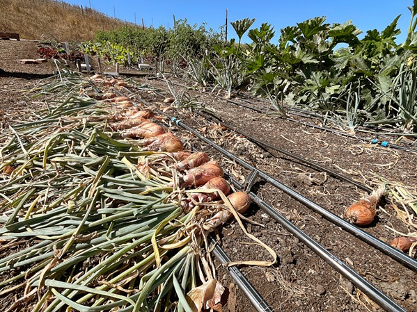 READY FOR DISTRIBUTION Shallots drying in the sun at Firstfruits field behind Thousand Hills Pet Resort in SLO are almost ready to be harvested and delivered to the nonprofit's partner organizations. - PHOTO BY CAMILLIA LANHAM