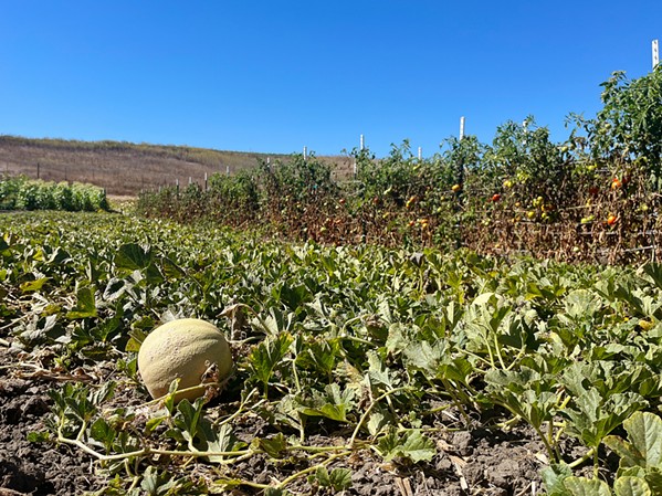 SMALL BUT MIGHTY Growing a variety of produce on 1 acre of land near the SLO Airport, Firstfruits Farm has the goal of offering those in need quality fruits and vegetables, such as cantaloupe and tomatoes. - PHOTO BY CAMILLIA LANHAM